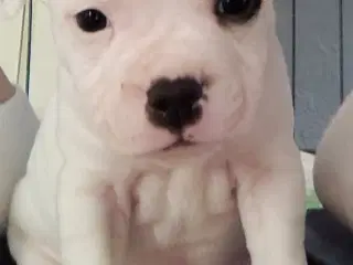Engelsk Staffordshire bull terrier 