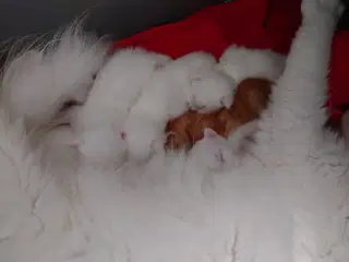 Maine coon killinger uden tavle