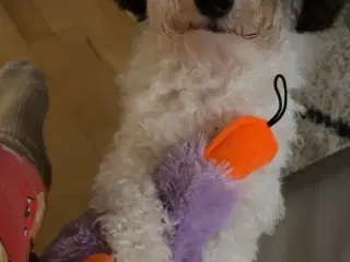 Sødeste og kærligste cavapoo 