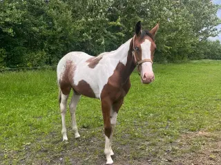 Western, hingst, Pinewood Maxin 