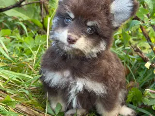 Brune Pomapoo drenge