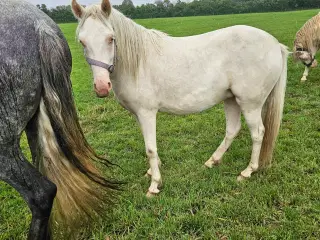 Wales hoppe 2,5 år