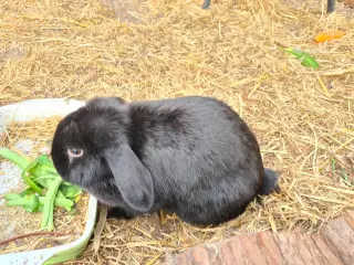 Miniloop søges nyt hjem