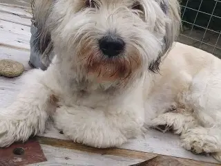 Balou søger nyt og blivende hjem🐶❤️