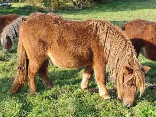 Shetlandspony unghoppe. 