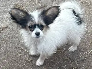 Papillon/Powderpuff Hvalp