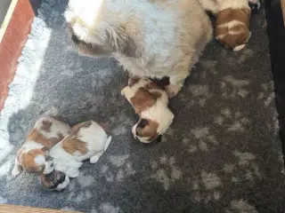 Shih tzu hvalpe 