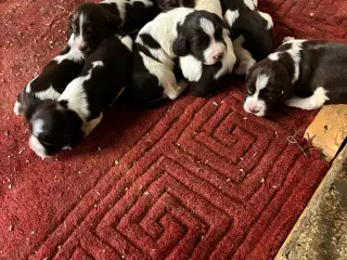 Engelsk Springer Spaniel