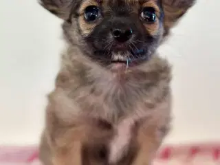 Chihuahua hvalp - DKK stambog
