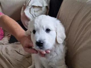 Golden Retriever hvalp