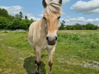 Fjordhest hoppe 10 år