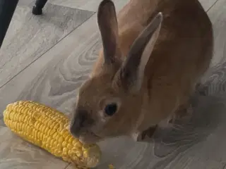 Kanin + bur gives væk