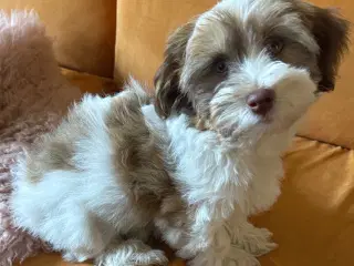 Bichon Havanais hvalp