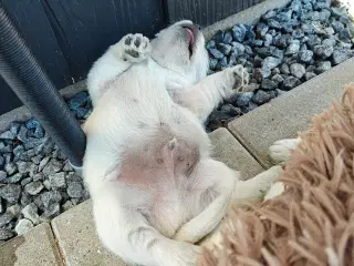 Westie hvalpe