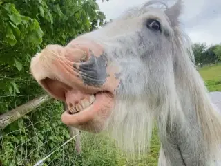 Sjov, klog og helt speciel