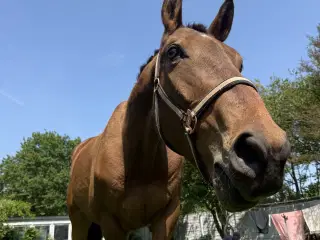 Kærlig hest søger hjem 