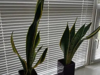 Svigermors skarpe tunge / bajonetplante