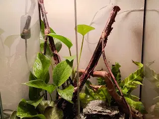 Terrarium med jomfru gekkoer 