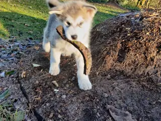 Skønne Alaskan malamute hvalpe sælges