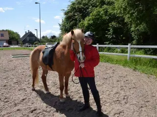 Skovturshest hest søges