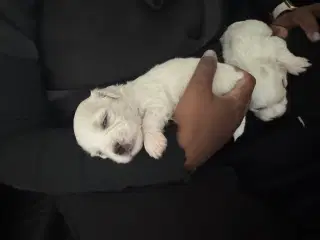 Ægte coton de tulear hvalpe 