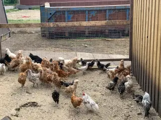 Varme fri kyllinger