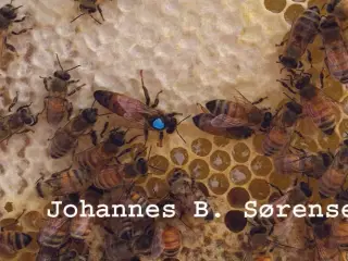 Bifamilier (sensommer) sælges