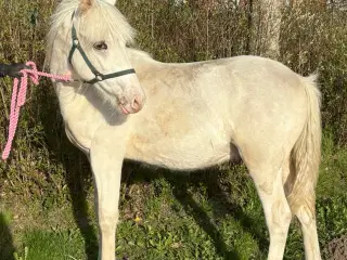 Hjem før pris! Gude smuk vallak!