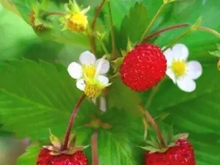 Skovjordbær bunddække med velsmagende bær