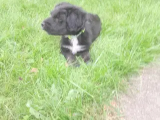 Skønne labrado/golden retriever/schapendoes blandi