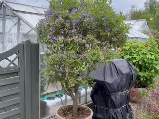 Solanum rantonneti - "Kartoffelblomst"