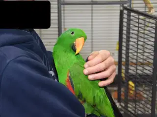 Vores papegøje søger nyt hjem