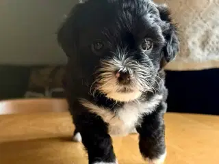 Ægte bichon  havanais.