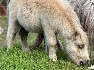 Mini pony føl