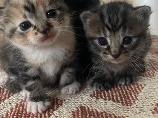Kattekillinger 