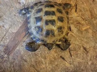 Russisk landskildpadde.