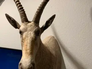 Udstoppet Hvid Blesbuck