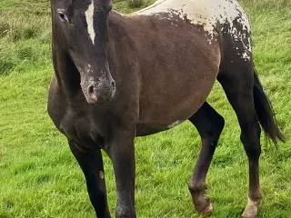 Knabstrupper