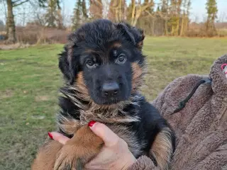 Flotte friske hvalpe