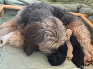 Lækker hundehvalpe Lhasa apso/cavapoo/maltser 