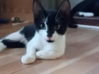 Kattekillinger