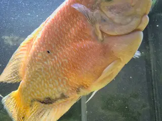 Red devil cichlide 30 cm