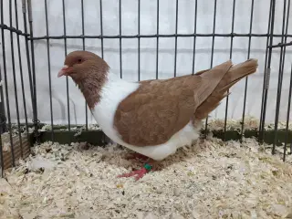 Mähriske Strassere i gule