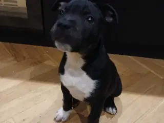 Staffordshire bull terrier hvalp han 