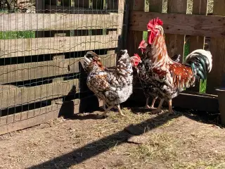 Rugeæg fra racehøns 
