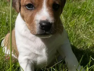 Dansk/Svensk gårdhund hvalp