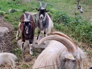 Gedebukke kid Dansk Landrace