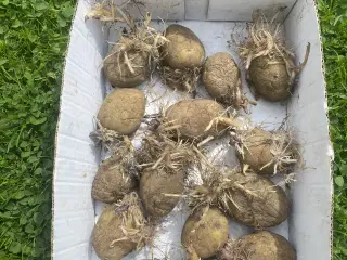 Sætte kartofler KUN ca 1,50kr/stk