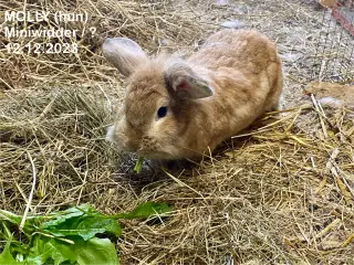 Kærlige kaniner klar til nyt hjem 🐇❤️