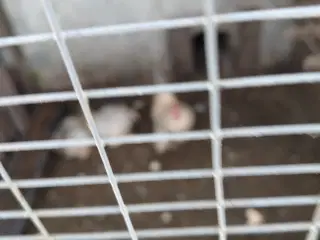 Dværghøns Mille Flour